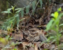 Nyctidromus albicollis