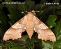 Oak Hawkmoth