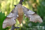 Oak Hawkmoth