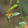 Ochre-breasted Antpitta