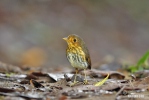 Ochre-breasted Antpitta