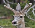 Odocoileus hemionus