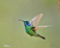 olibrí oreja violeta