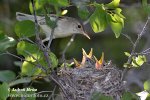 Olivaceous Warbler