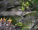 Olivaceous Warbler