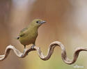 Olive-green Tanager