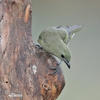 Olive-green Tanager