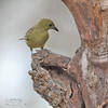 Olive-green Tanager