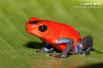 Oophaga pumilio