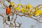 Orange-backed Oriole