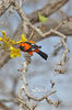 Orange-backed Oriole