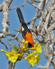 Orange-backed Oriole