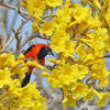 Orange-backed Oriole