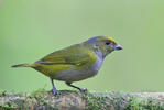 Orange-bellied Euphonia