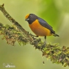 Orange-bellied Euphonia