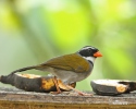 Orange-billed Sparrow