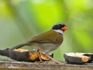 Orange-billed Sparrow