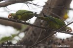 Orange-fronted Parakeet