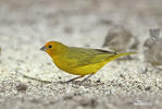 Orange-fronted Yellow-Finch