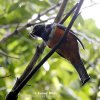 Orangebuget Trogon