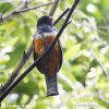 Orangebuget Trogon