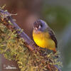 Ornate Flycatcher