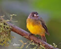 Ornate Flycatcher