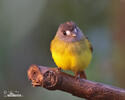 Ornate Flycatcher