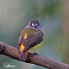 Ornate Flycatcher