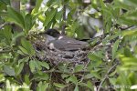 Orphean Warbler