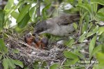 Orphean Warbler