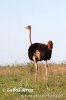 Ostrich