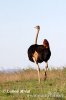 Ostrich