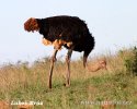 Ostrich