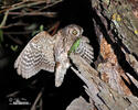 Otus scops