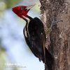 Pale-billed Woodpecker