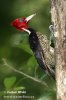 Pale-billed Woodpecker