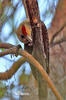 Pale-crested Woodpecker