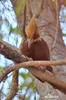 Pale-crested Woodpecker