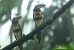 Pale-mandibled Aracari