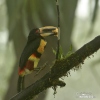 Pale-mandibled Aracari