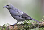 Palm Tanager