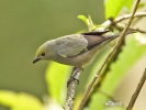 Palm Tanager