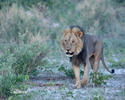 Panthera leo