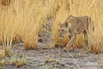 Panthera leo