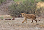 Panthera leo