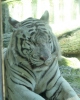 Panthera tigris