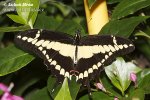 Papilio thoas