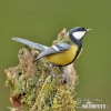 Parus major