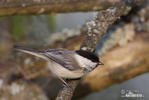 Parus montanus